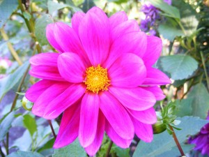 Pink Cosmos